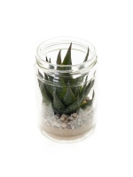 Haworthia groen in glas potje